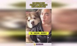 犬婿在线观看