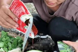 网红吃瓜表情包动态图,笑料百出，趣味横生
