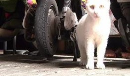 小猫爆料视频,揭秘宠物界的趣味瞬间