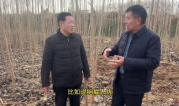 豫东小老弟爸爸最新爆料,揭秘背后惊人真相！