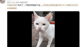 小猫爆料视频,揭秘宠物界的趣味瞬间