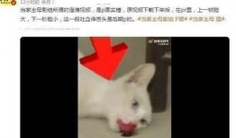 小猫爆料视频,揭秘宠物界的趣味瞬间
