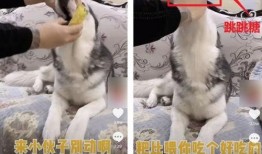 宠物吃瓜看戏视频大全免费观看,宠物吃瓜看戏视频大全免费赏